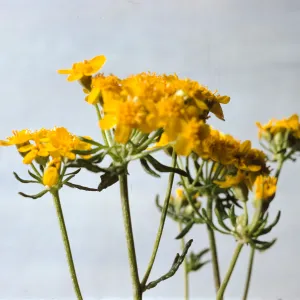 Eriophyllum confertiflorum