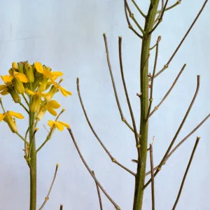 Erysimum suffrutescens var. lompocense