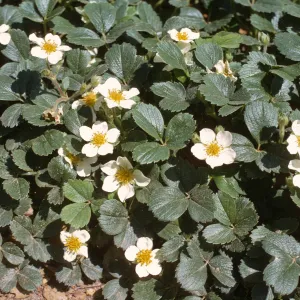 Fragaria chiloensis