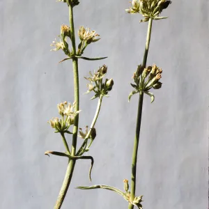 Frasera neglecta