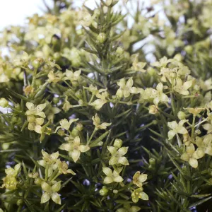 Galium andrewsii