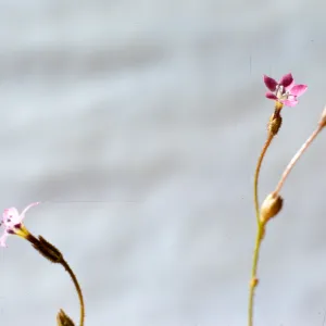 Gilia austro-occidentalis