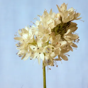 Gilia capitata ssp. abrotanifolia 