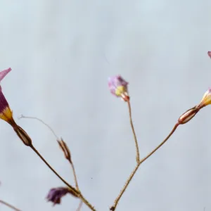 Gilia ochroleuca ssp. bizonata 