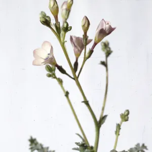 Gilia latiflora ssp. cuyamensis