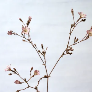 Gilia latiflora ssp. cuyamensis