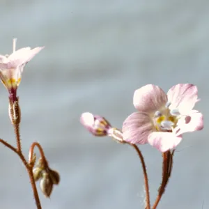 Gilia latiflora ssp. cuyamensis