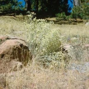 Gnaphalium