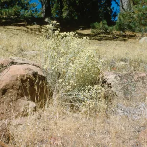 Gnaphalium