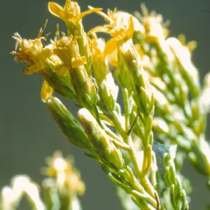 Haplopappus ericoides ssp. blakei 