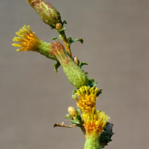 Haplopappus squarrosus ssp. obtusus