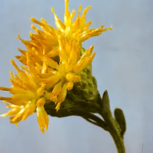 Haplopappus venetus ssp. vernonioides