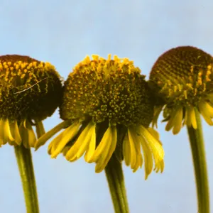 Helenium puberulum