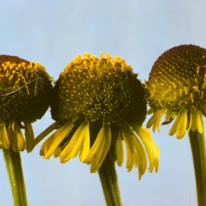 Helenium puberulum
