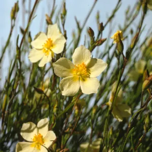 Helianthemum scoparium