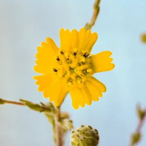 Hemizonia paniculata ssp. increscens