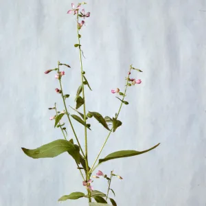 Heterogaura heterandra