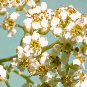 Heteromeles arbutifolia flowers