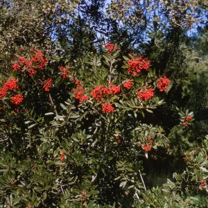 Heteromeles arbutifolia in fruit