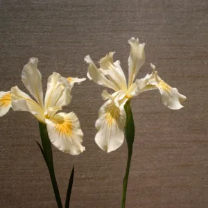 Iris douglasiana