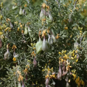 Isomeria arborea