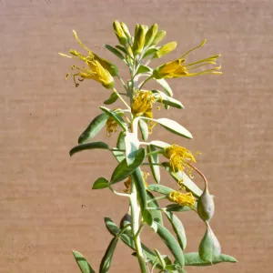 Isomeris arborea
