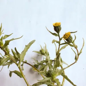 Layia paniculata
