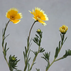 Layia platyglossa