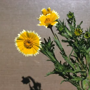 Layia platyglossa