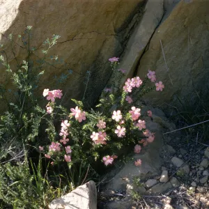 Leptodactylon californicum
