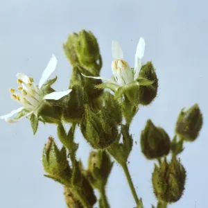 Horkelia cuneata