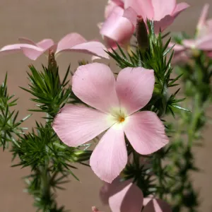 Leptodactylon californicum