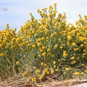 Lepidospartum squamatum