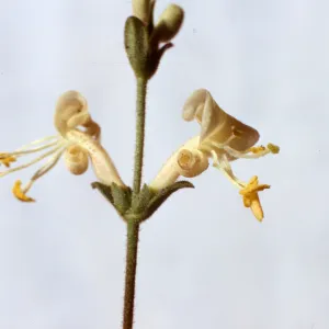 Lonicera subspicata