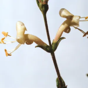 Lonicera subspicata
