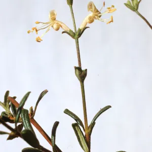 Lonicera subspicata