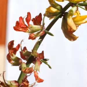 Lotus scoparius