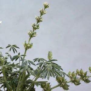 Lupinus densiflorus var. palustris