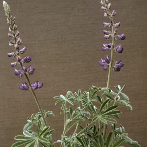 Lupinus formosus