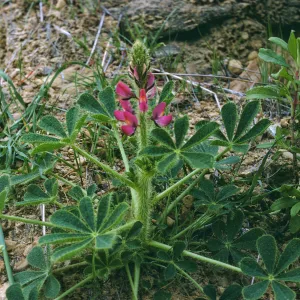 Lupinus hirsutissimus