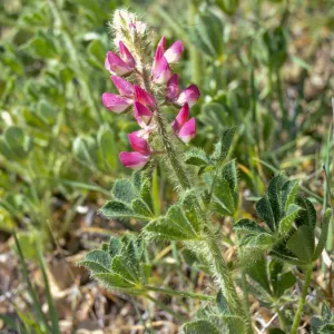 Lupinus hirsutissimus