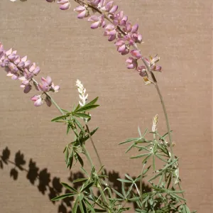 Lupinus longifolius