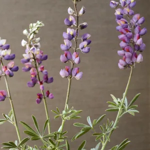 Lupinus longifolius