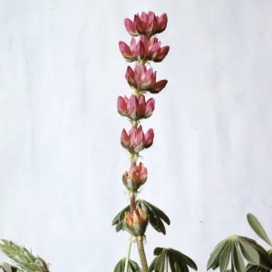 Lupinus subvexus var. phoeniceus