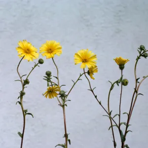 Madia elegans ssp. wheeleri