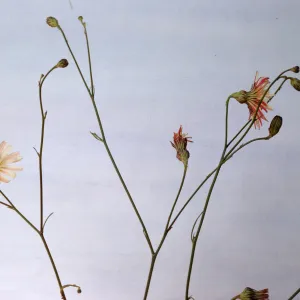 Malacothrix saxatilis var. tenuifolia