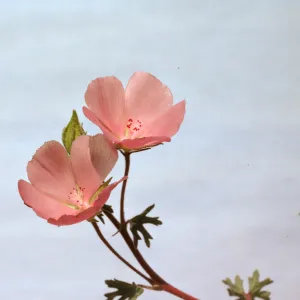 Malvastrum parryi