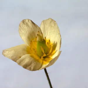 Meconella linearis