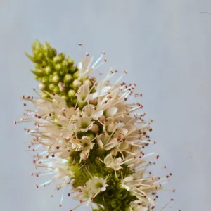 Mentha spicata
