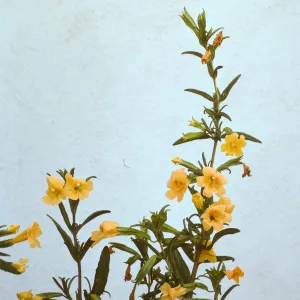 Mimulus aurantiacus ssp. lompocensis